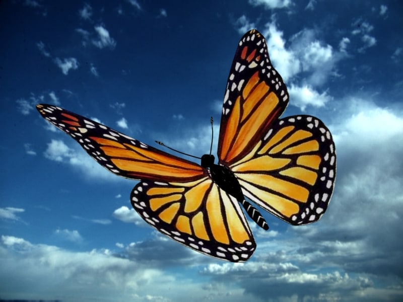 butterfly 3d max